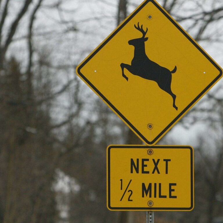 Watch out for deer on the road in Pennsylvania as autumn continues
